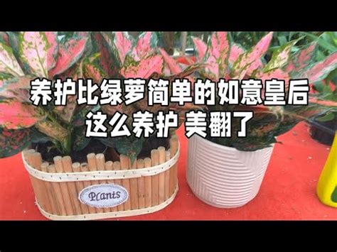 如意植物風水|【如意皇后植物】懶人必備！如意皇后植物養護指南，4個秘訣讓。